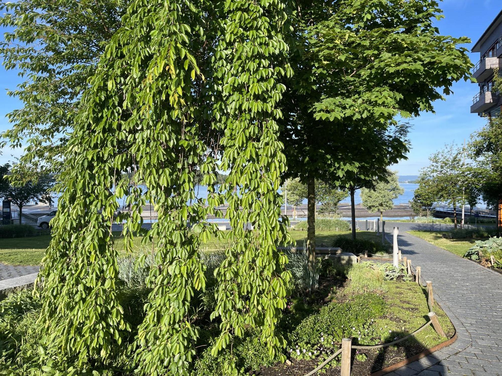 With Sunny Balcony By The Lägenhet